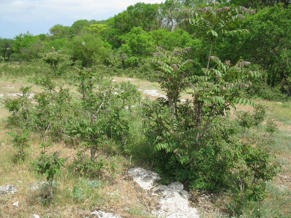 Черноморский (Воронцовский) парк, image of landscape/habitat.