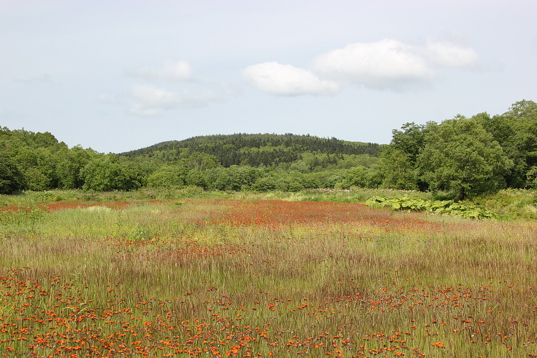 Южно-Сахалинск, image of landscape/habitat.