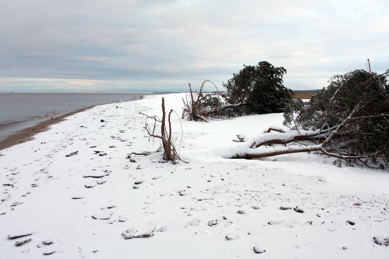 Большая Ижора, image of landscape/habitat.