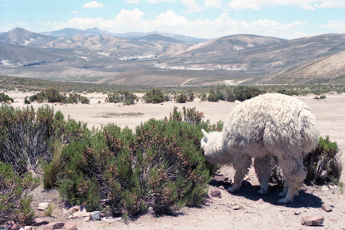 Окрестности вулкана Чачани, image of landscape/habitat.