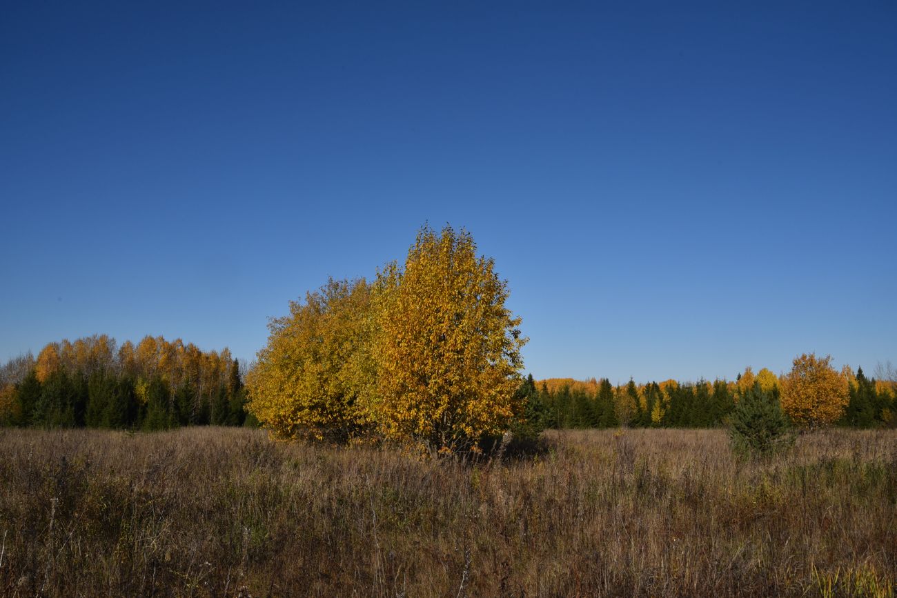 Урочище Сынково и окрестности, image of landscape/habitat.