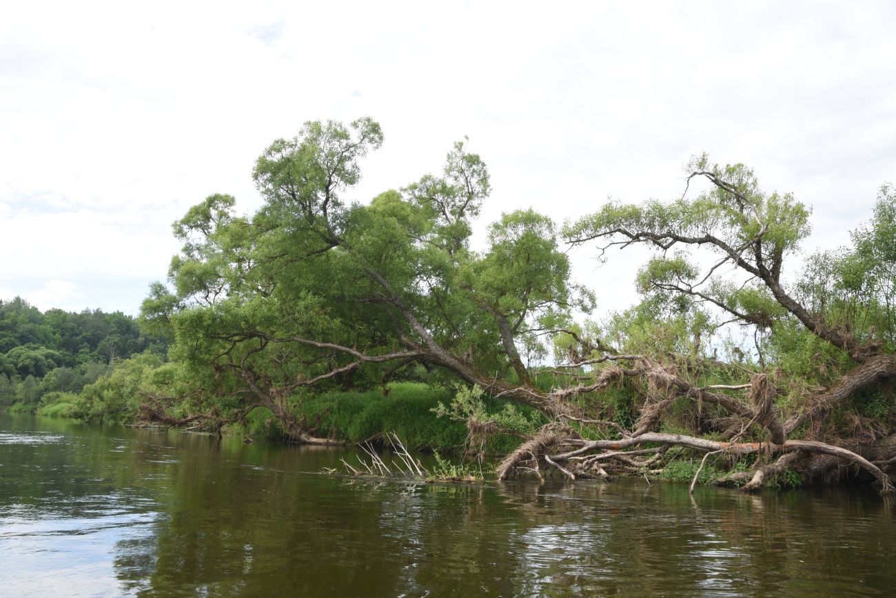 Устье ручья Чёлоховский, image of landscape/habitat.