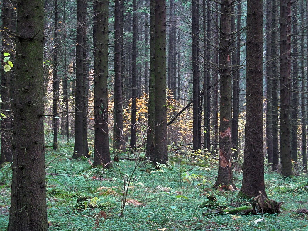 Пасовский лес, image of landscape/habitat.