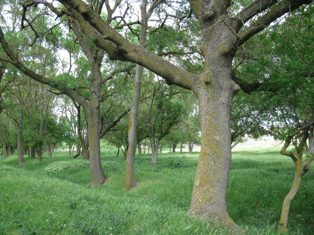 Черноморский (Воронцовский) парк, image of landscape/habitat.