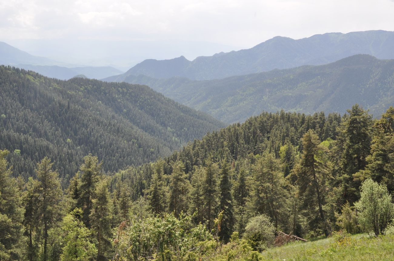 Нац. парк "Боржоми-Харагаули", image of landscape/habitat.