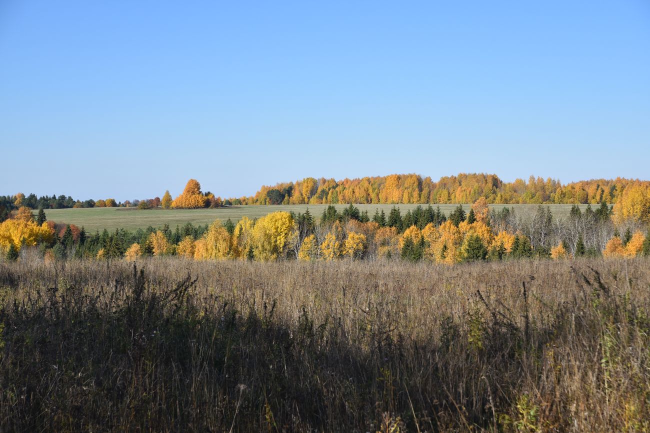 Урочище Сынково и окрестности, image of landscape/habitat.