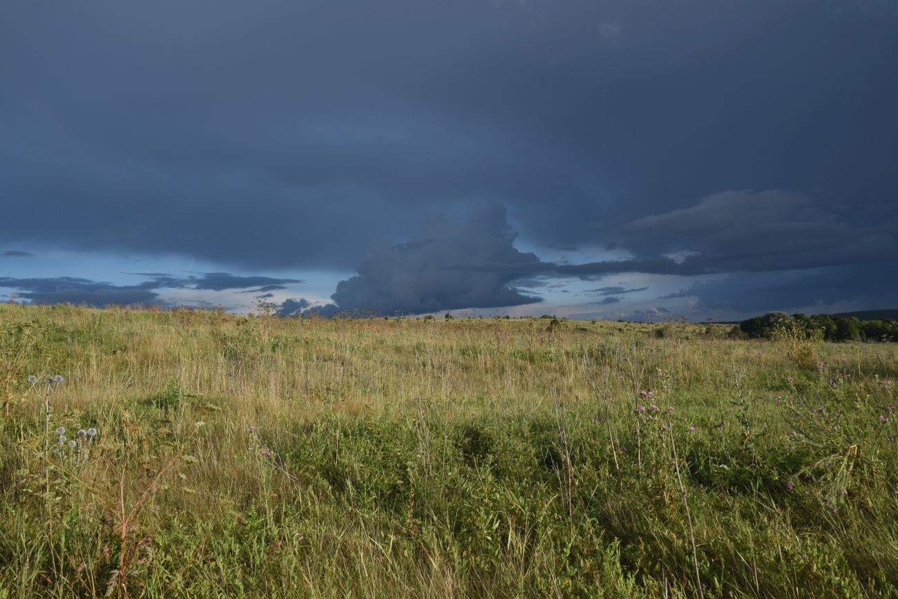 Урочище Стрешнево, image of landscape/habitat.