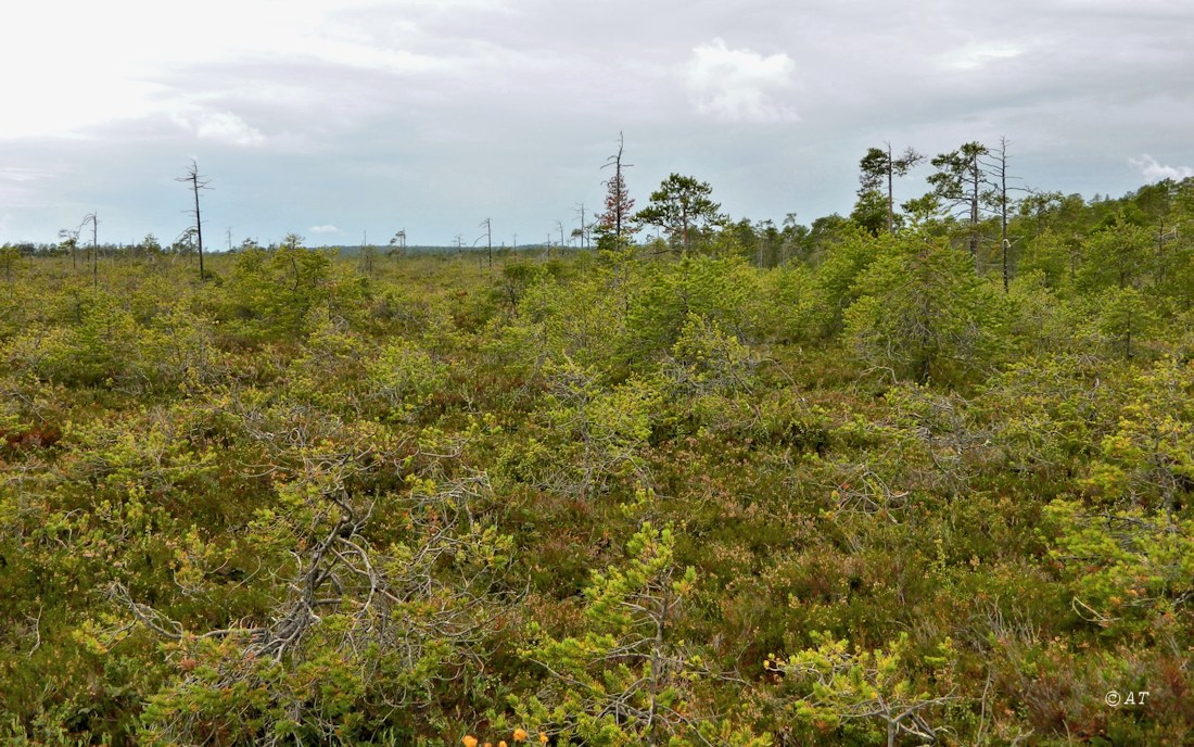 Кушерека, image of landscape/habitat.