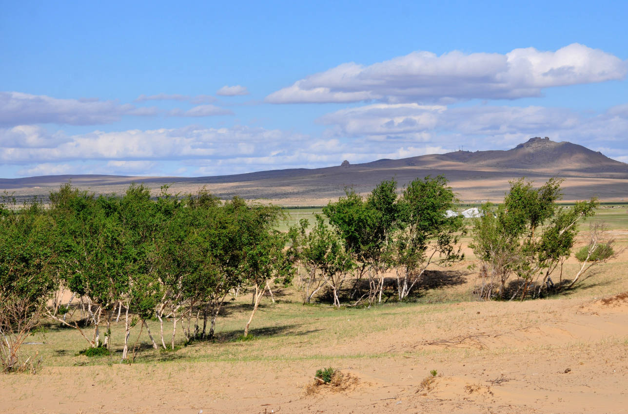 Дюны Элсэн Тасархай, image of landscape/habitat.