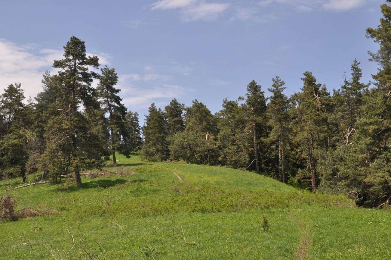 Нац. парк "Боржоми-Харагаули", image of landscape/habitat.