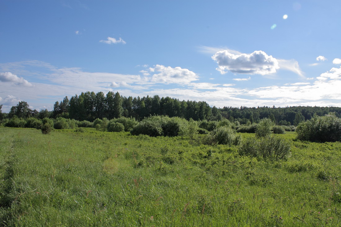 Луга у Кемки, image of landscape/habitat.