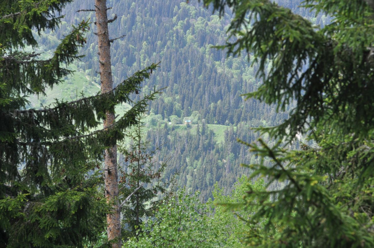 Нац. парк "Боржоми-Харагаули", image of landscape/habitat.