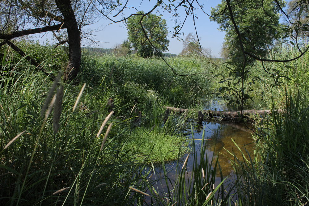 Пойма Ворсклы, image of landscape/habitat.