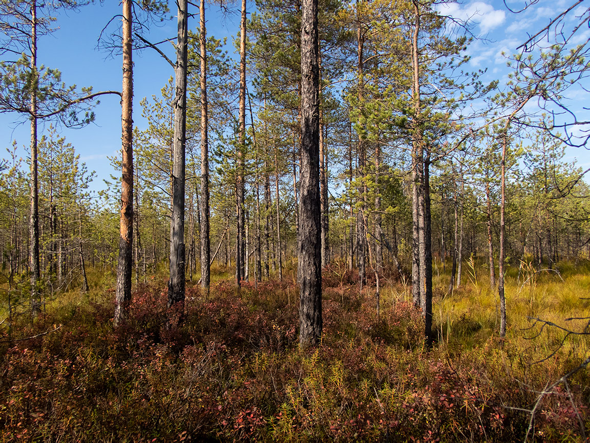 Устиново - Кокориха, image of landscape/habitat.