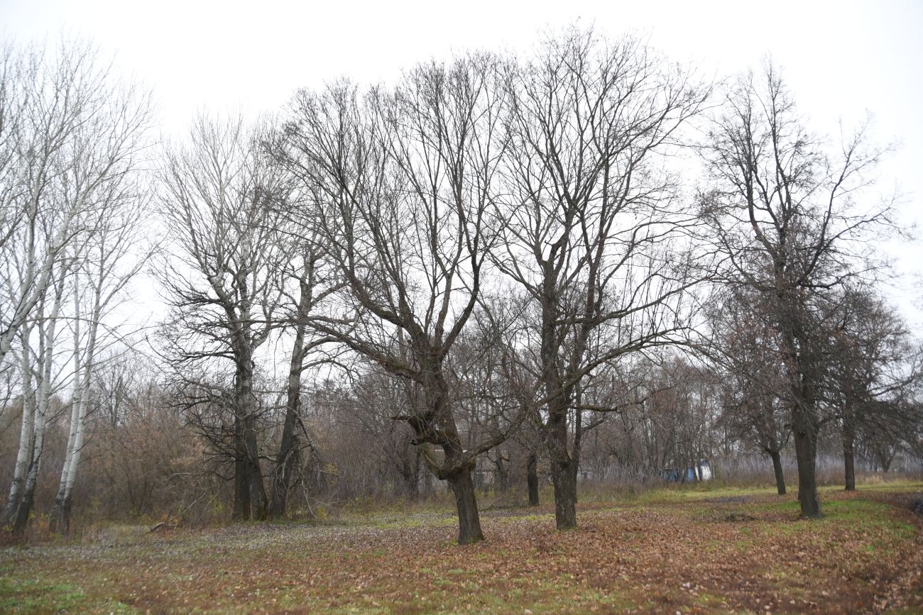 Полибино, image of landscape/habitat.