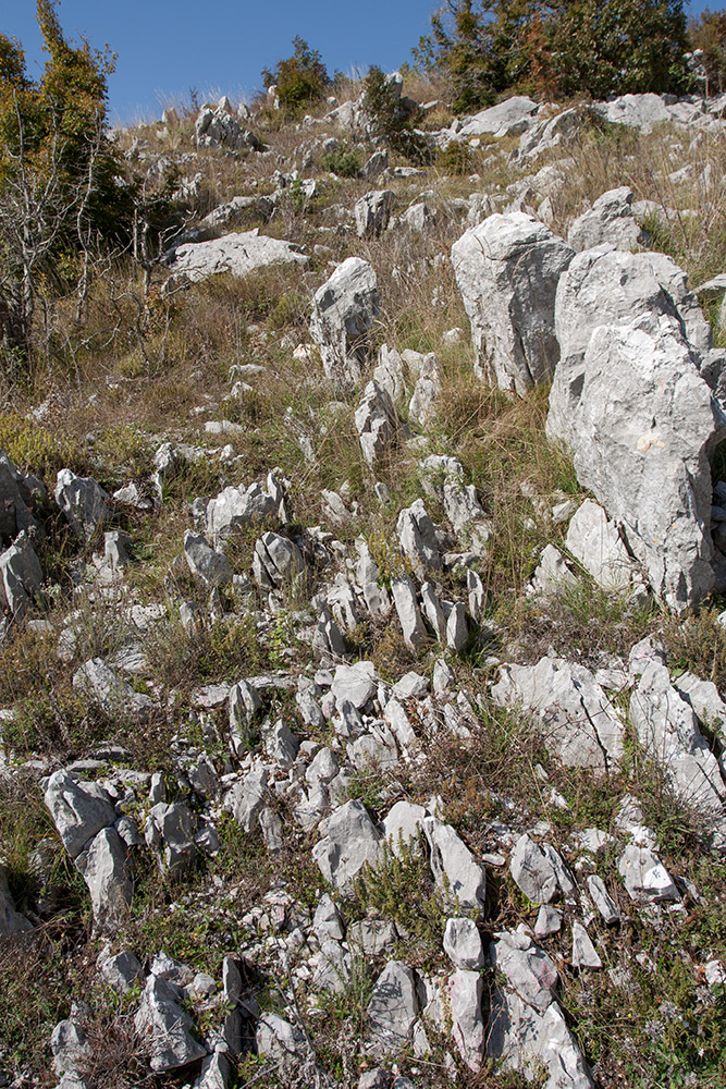 Путь к Космачу, image of landscape/habitat.