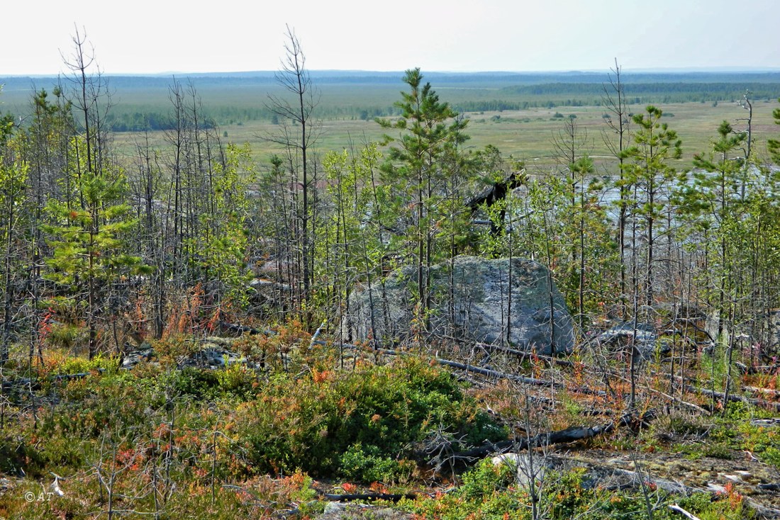 Унежма, image of landscape/habitat.