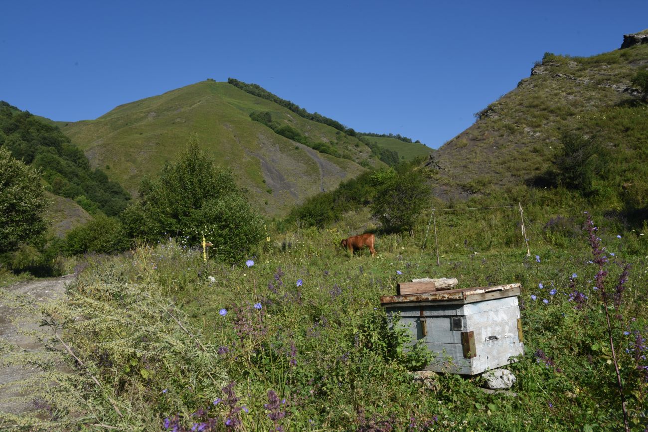 Окрестности селения Цеси, image of landscape/habitat.