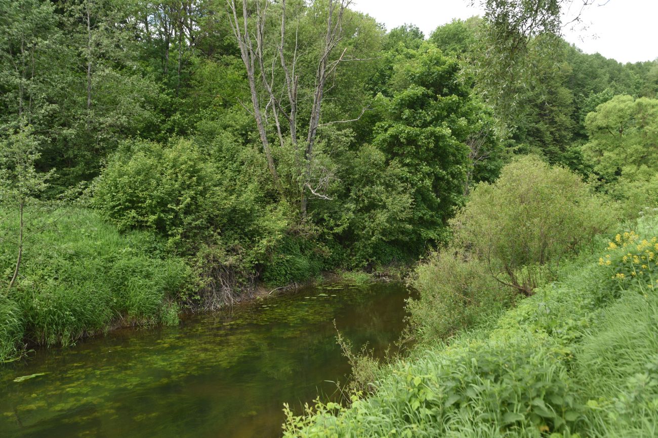 Окрестности устья ручья Исьма, image of landscape/habitat.