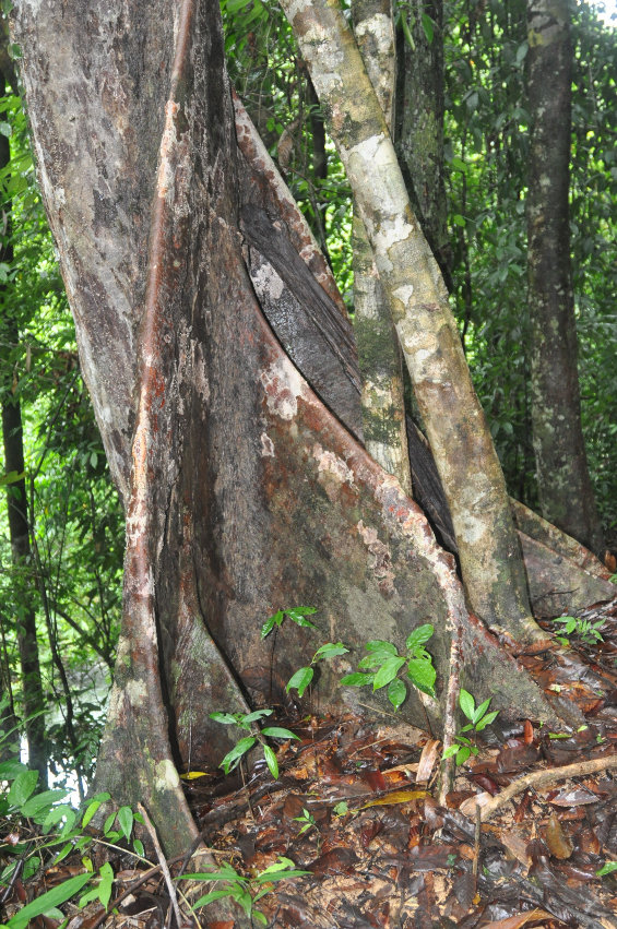 Си Пханг Нга, image of landscape/habitat.