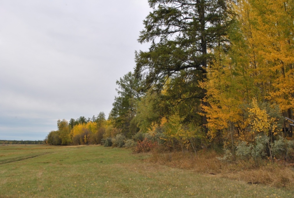 Лено-Вилюйская равнина, image of landscape/habitat.