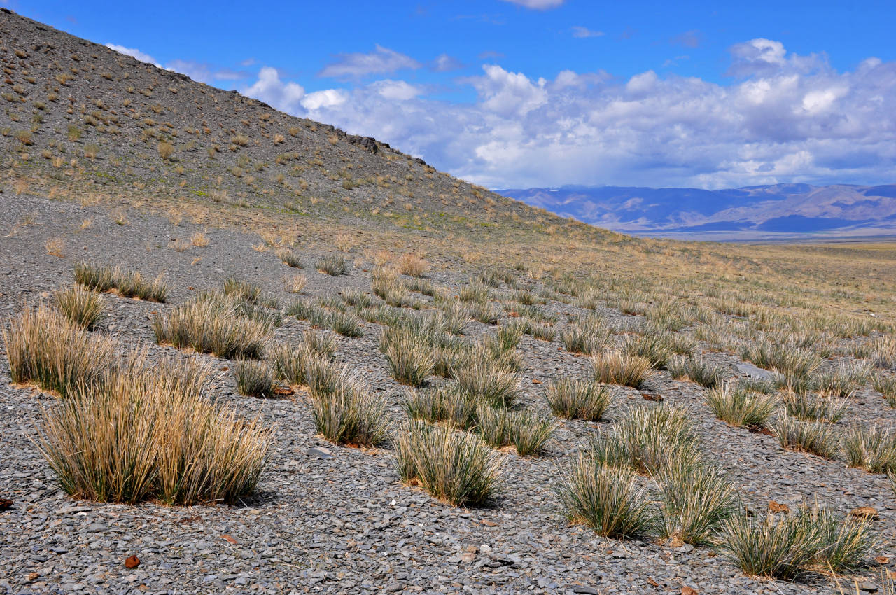 Гора Джангыс-Тобе, image of landscape/habitat.