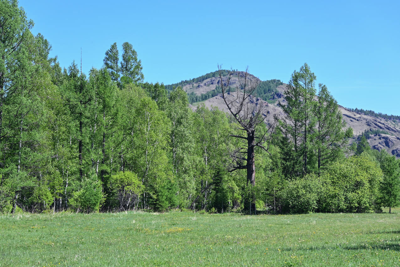 Долина реки Сарала, image of landscape/habitat.