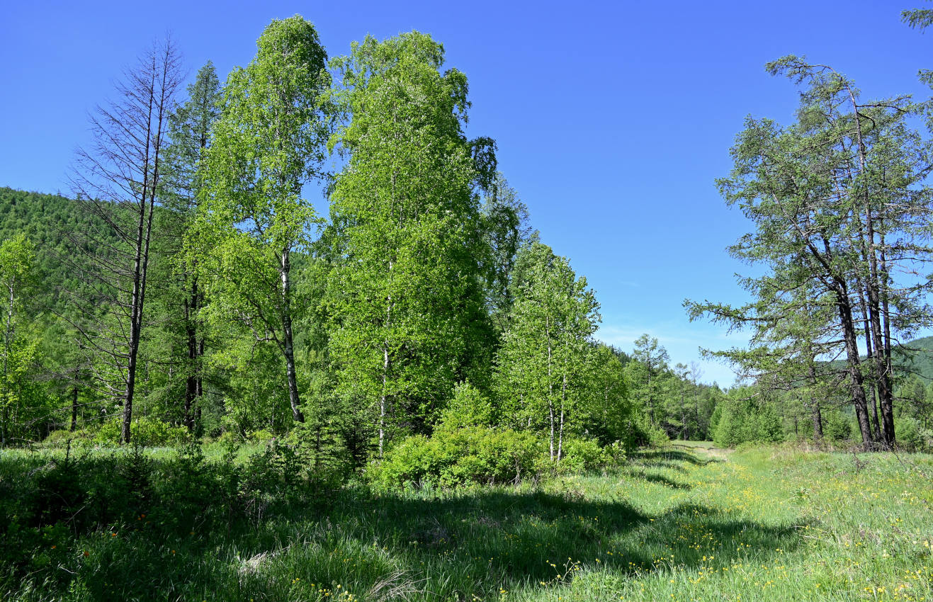 Долина реки Сарала, image of landscape/habitat.