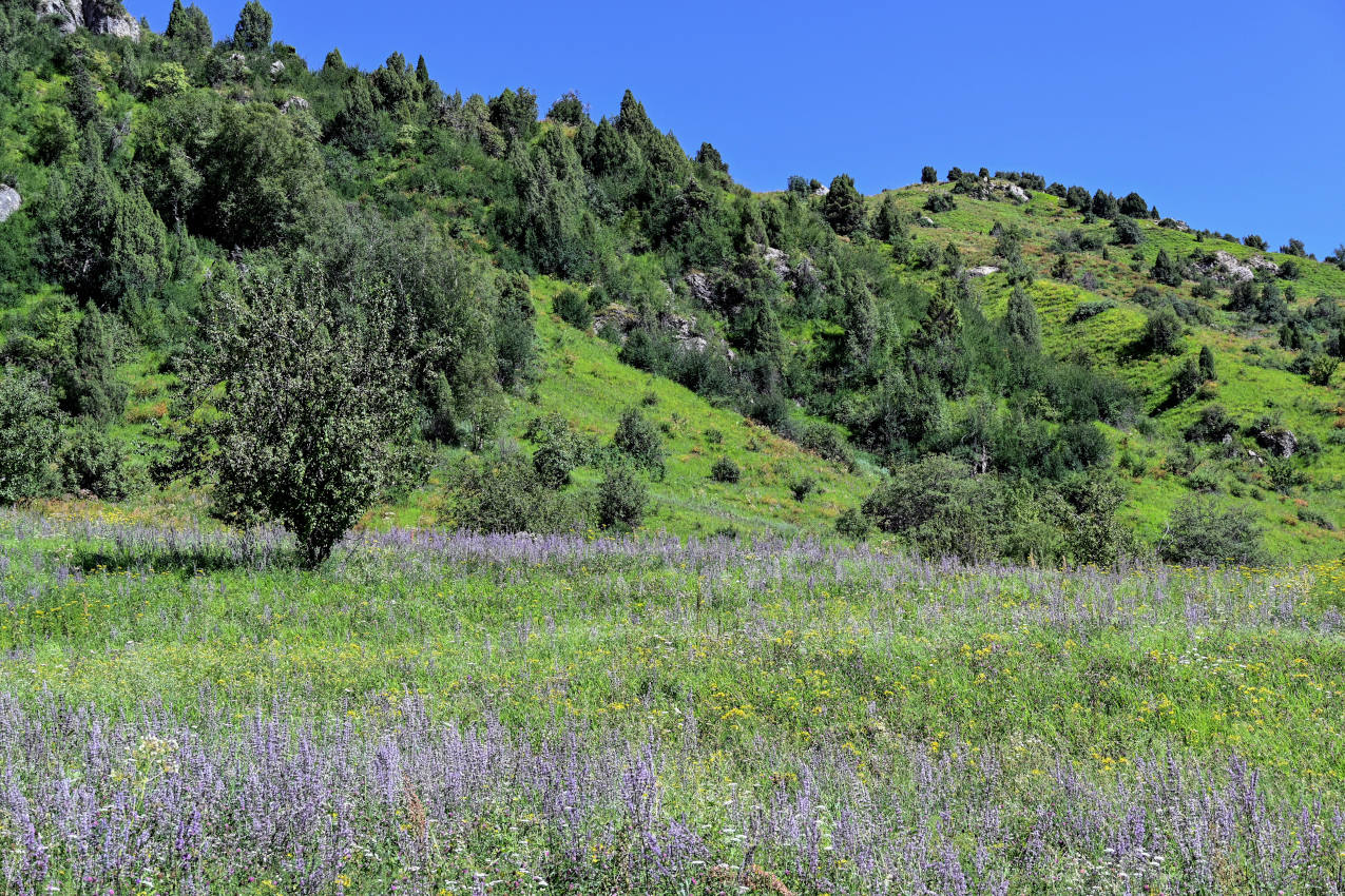 Озеро Ири-Кёль, image of landscape/habitat.