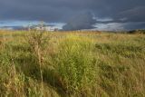 Урочище Стрешнево, image of landscape/habitat.