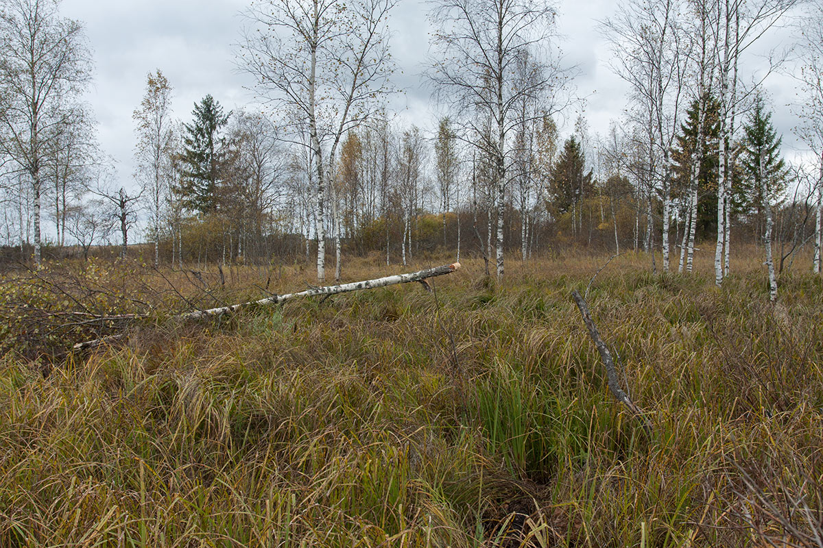 Верховья Оредежа, image of landscape/habitat.