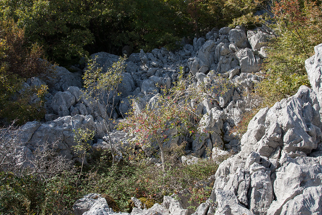 Путь к Космачу, image of landscape/habitat.