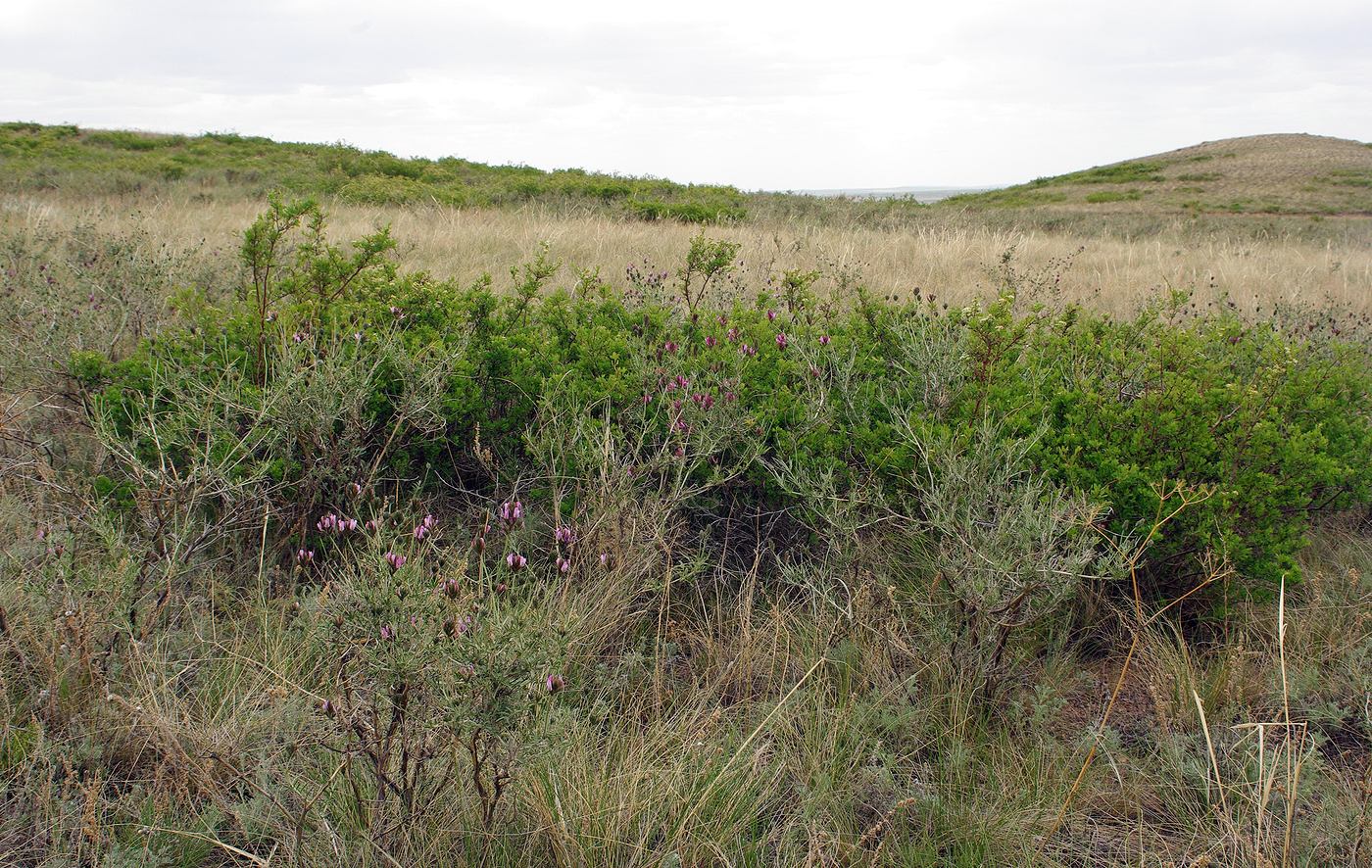 Мелкосопочник, image of landscape/habitat.