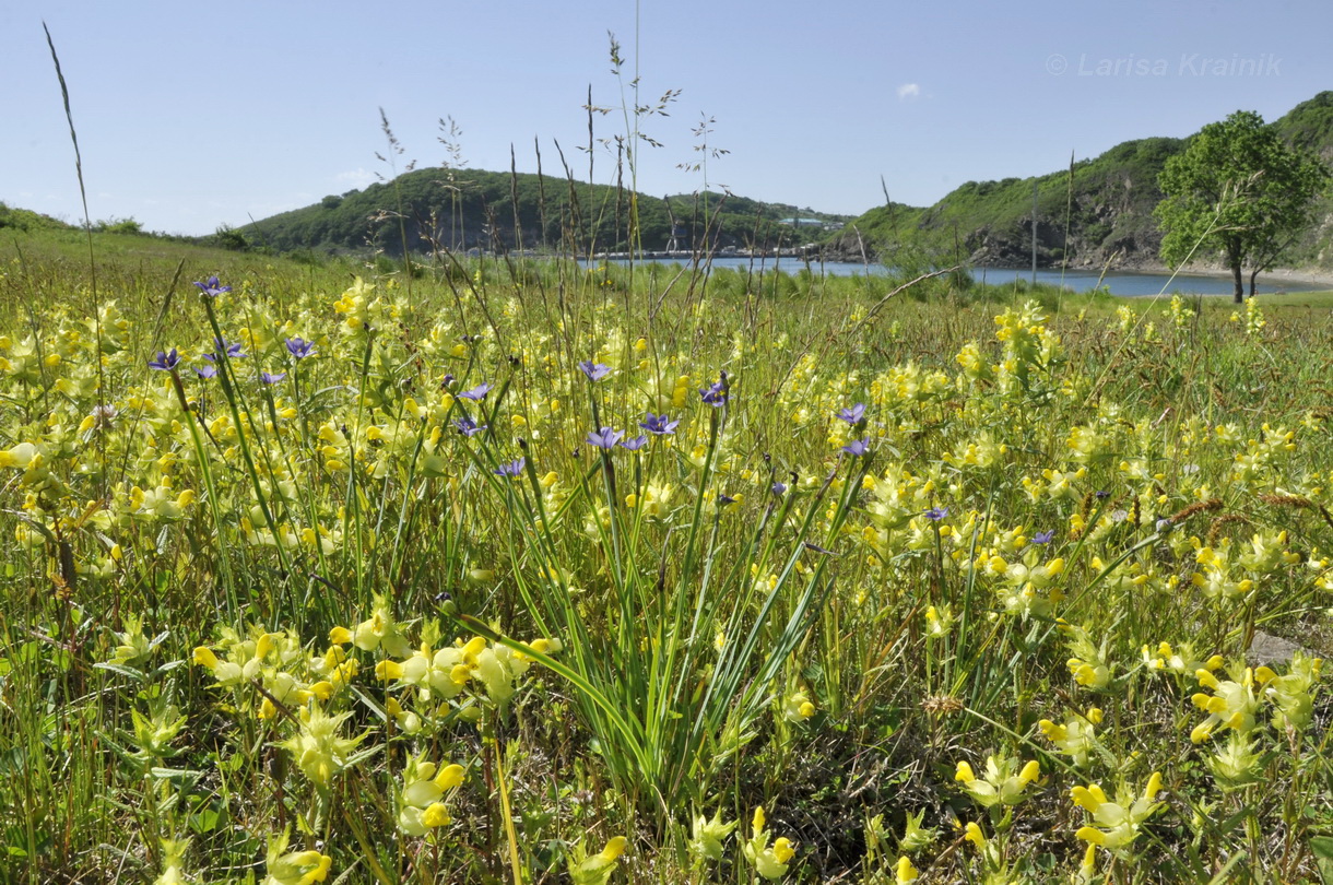 Окрестности пос. Подъяпольск, image of landscape/habitat.