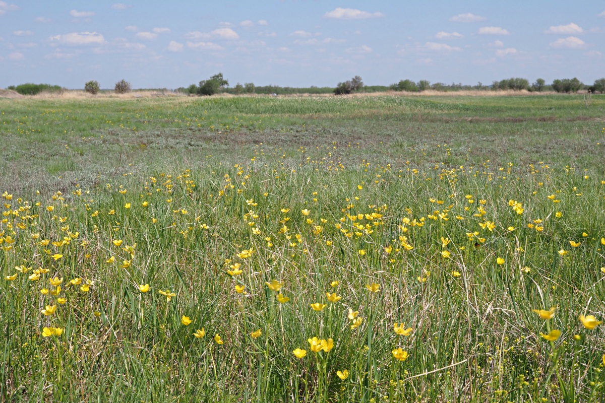 Междуречье Авралей, image of landscape/habitat.