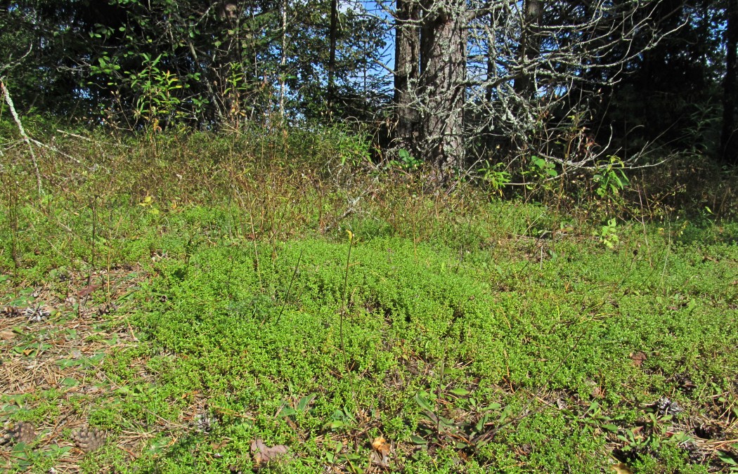 Пелецкий Мох, image of landscape/habitat.