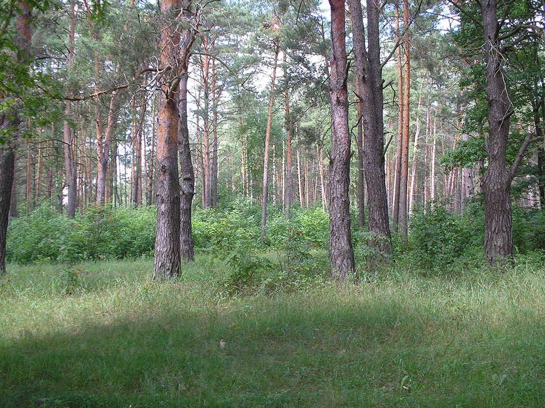 Жидеевская дача, image of landscape/habitat.