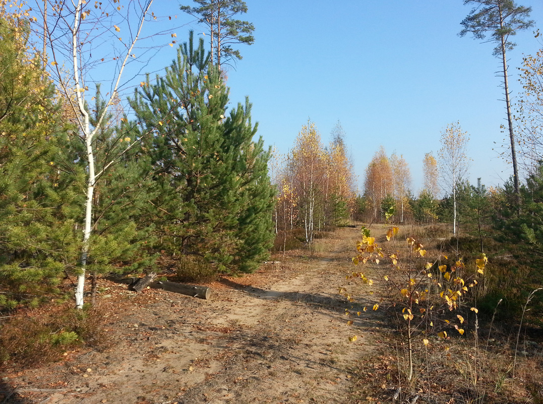 Бурцево, image of landscape/habitat.