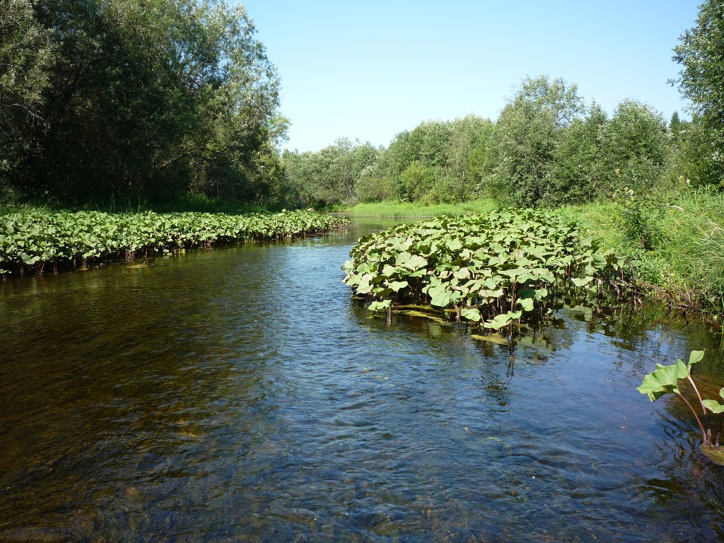 Усть-Шоноша, image of landscape/habitat.