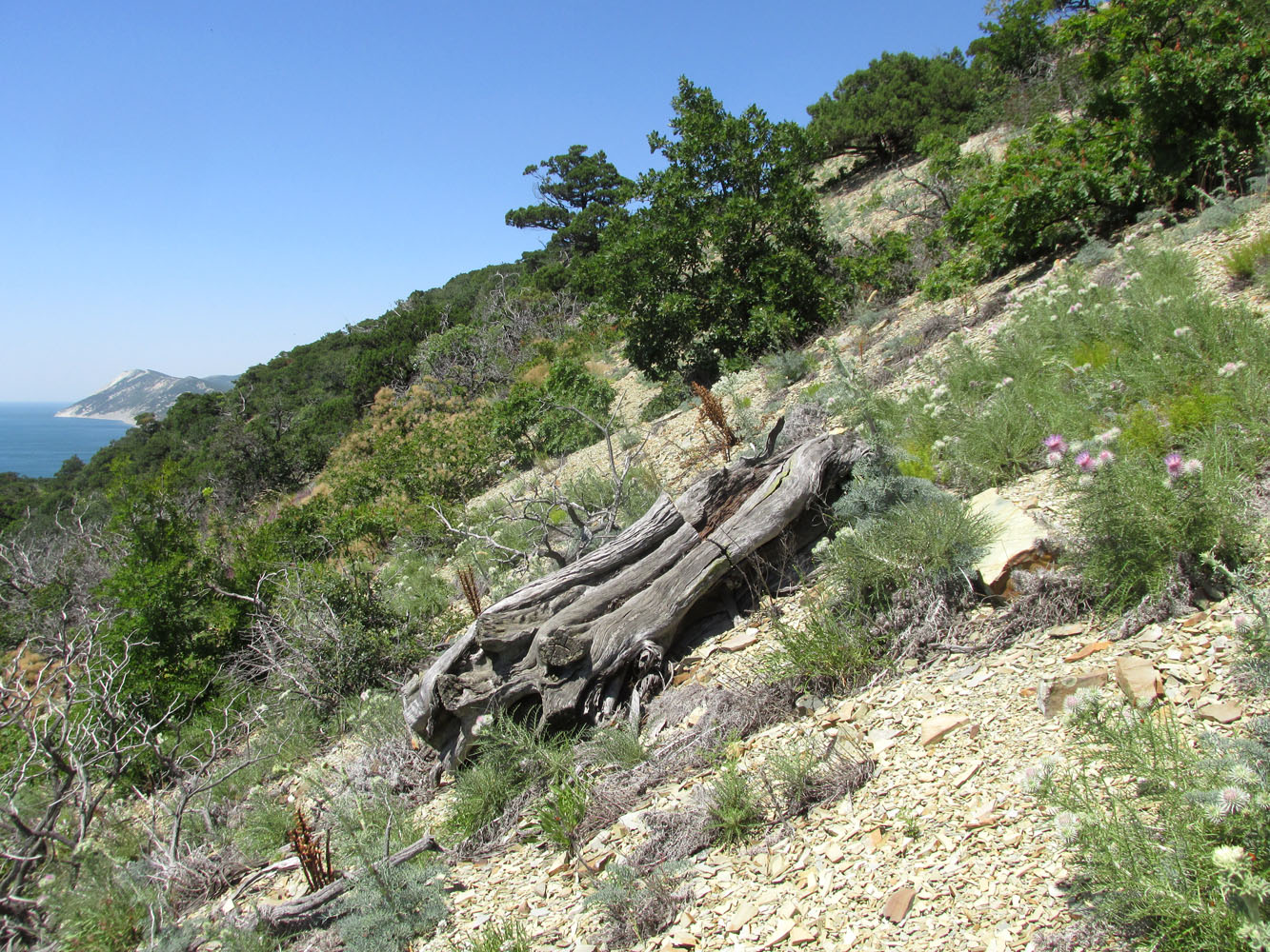 Большой Утриш, гора Солдатская, image of landscape/habitat.