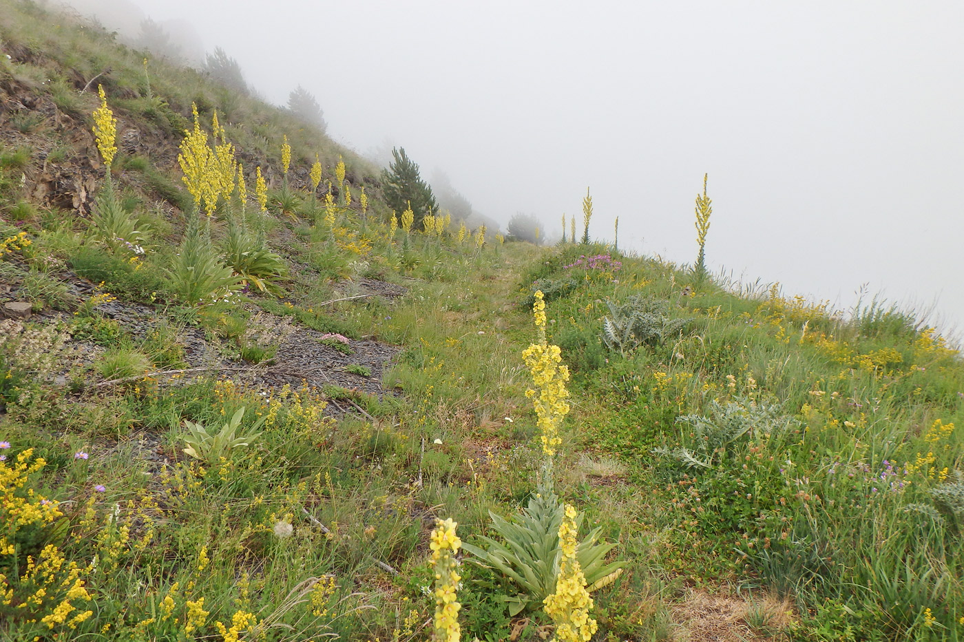 Долина реки Гулардон, image of landscape/habitat.