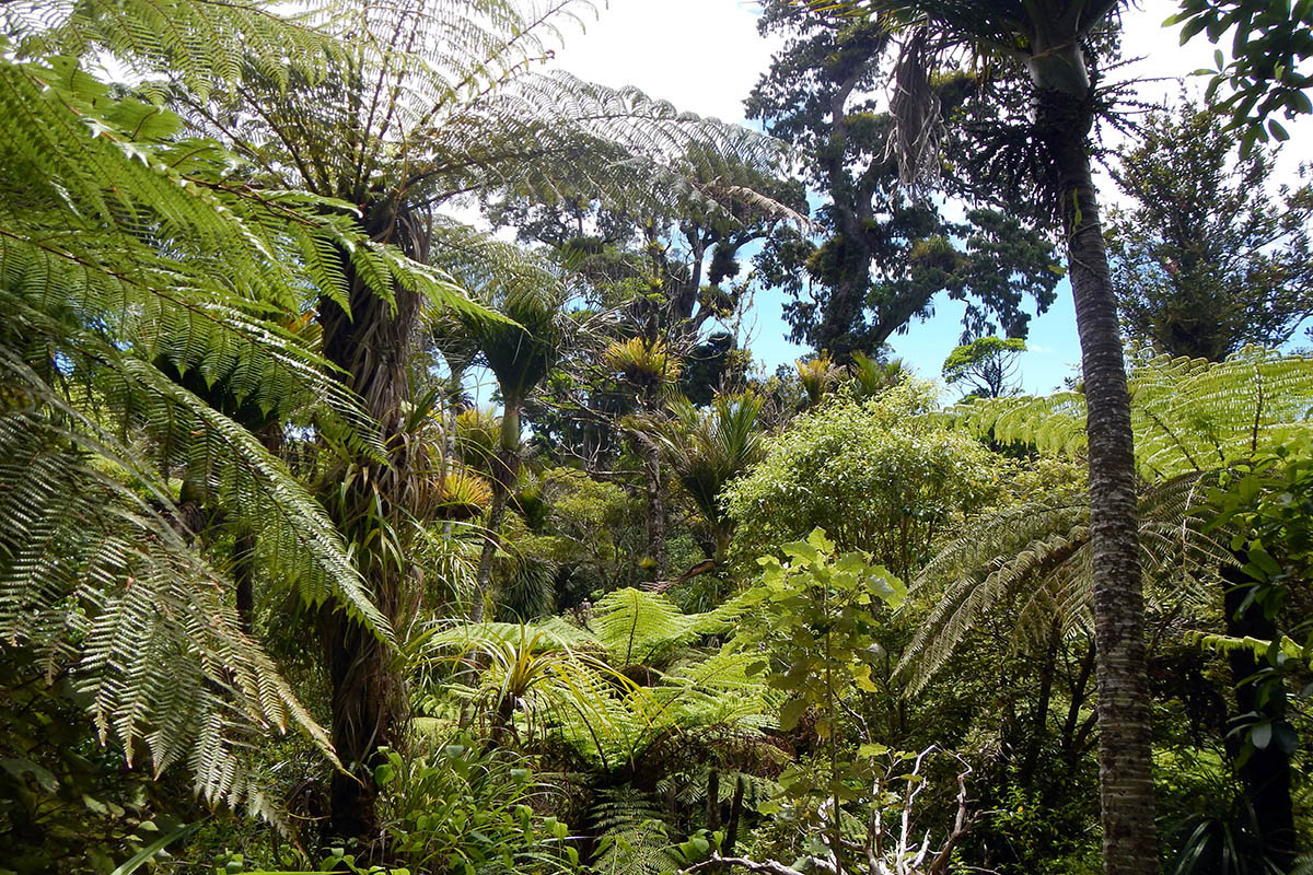 Хребты Вайтакере, image of landscape/habitat.