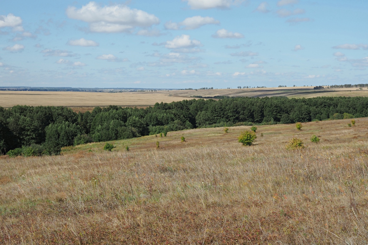 Междуречье Авралей, image of landscape/habitat.