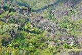 Хребты Вайтакере, image of landscape/habitat.