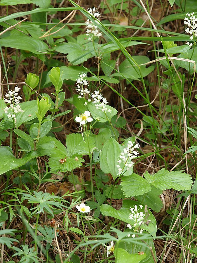 Колвица, image of landscape/habitat.