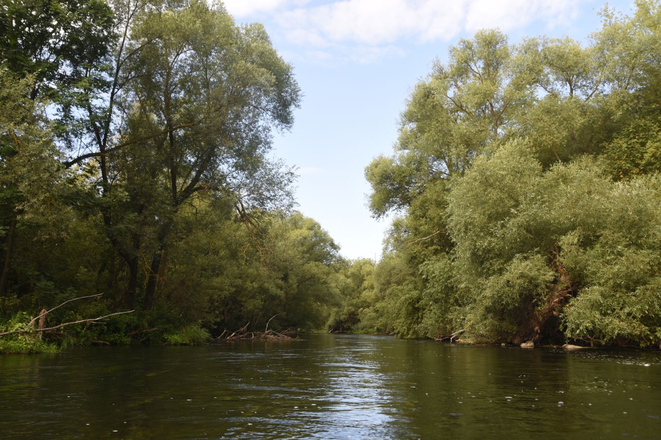 Верхняя Павловка, image of landscape/habitat.