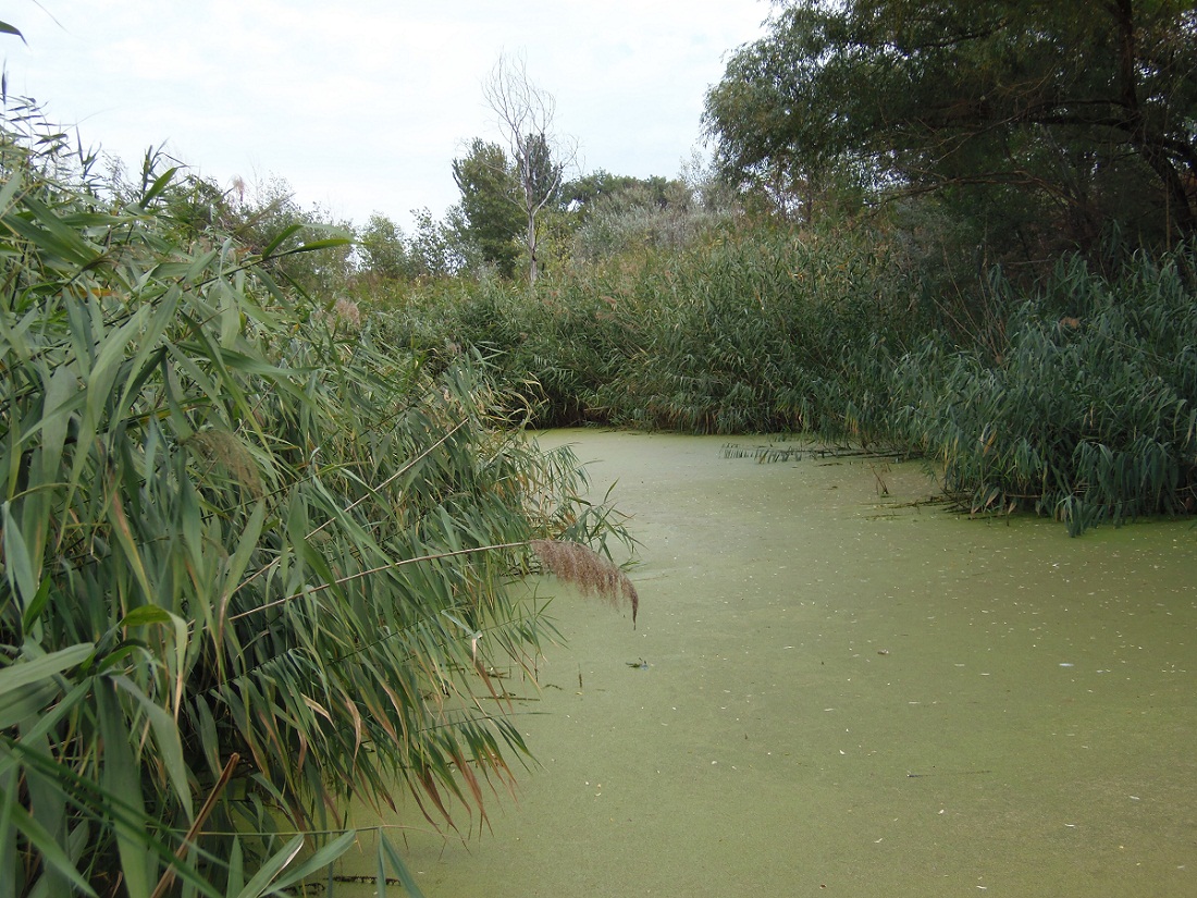 Район Гребного канала, image of landscape/habitat.