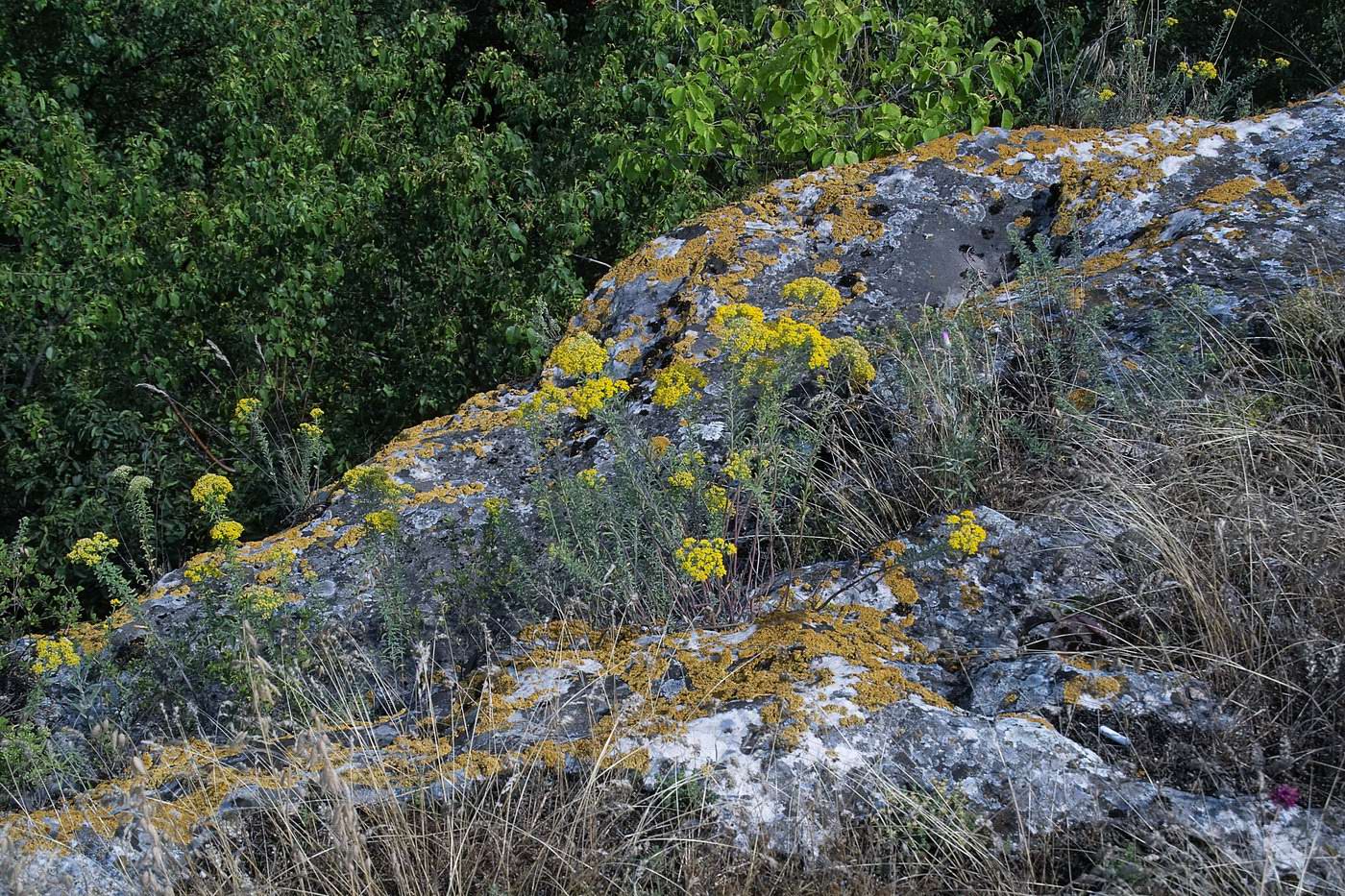 Сахарна, image of landscape/habitat.