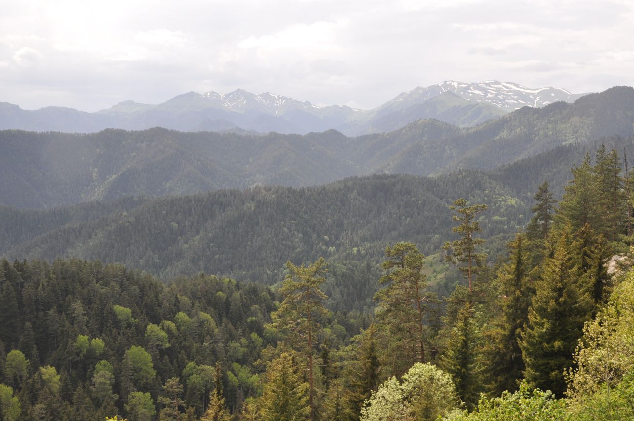 Нац. парк "Боржоми-Харагаули", image of landscape/habitat.