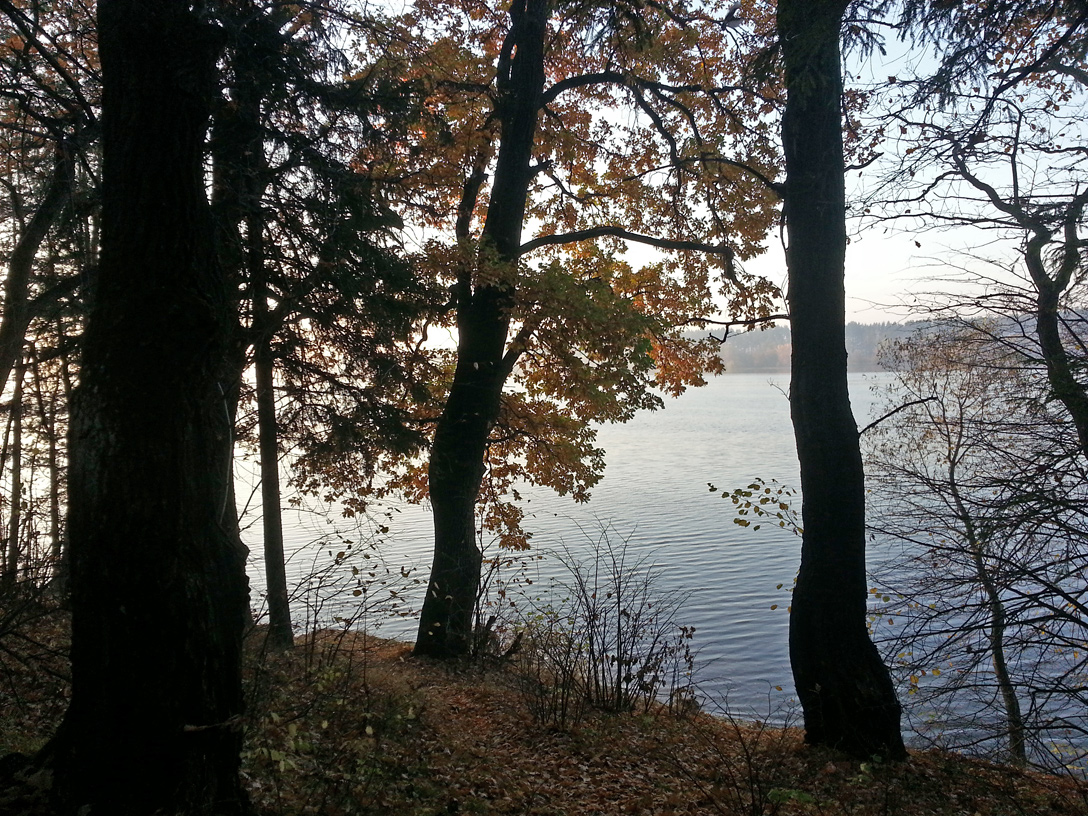 Бурцево, image of landscape/habitat.